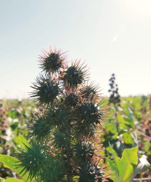 Novo episódio de ‘Rota Regenerativa’ mostra potencial da mamona na agricultura do futuro
