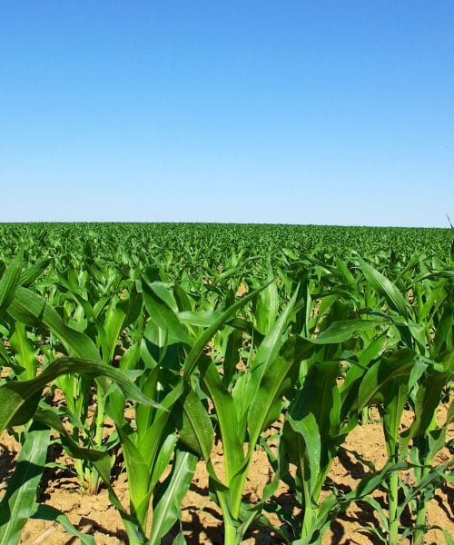 MT, RO e MATOPIBAPA acompanham tendência nacional de boa produtividade do milho, aponta CONAB