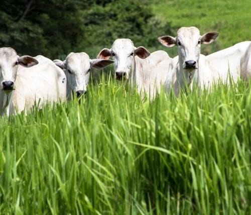 Nova abordagem no controle do carrapato-do-boi transforma manejo nas fazendas e traz mais produtividade à pecuária brasileira