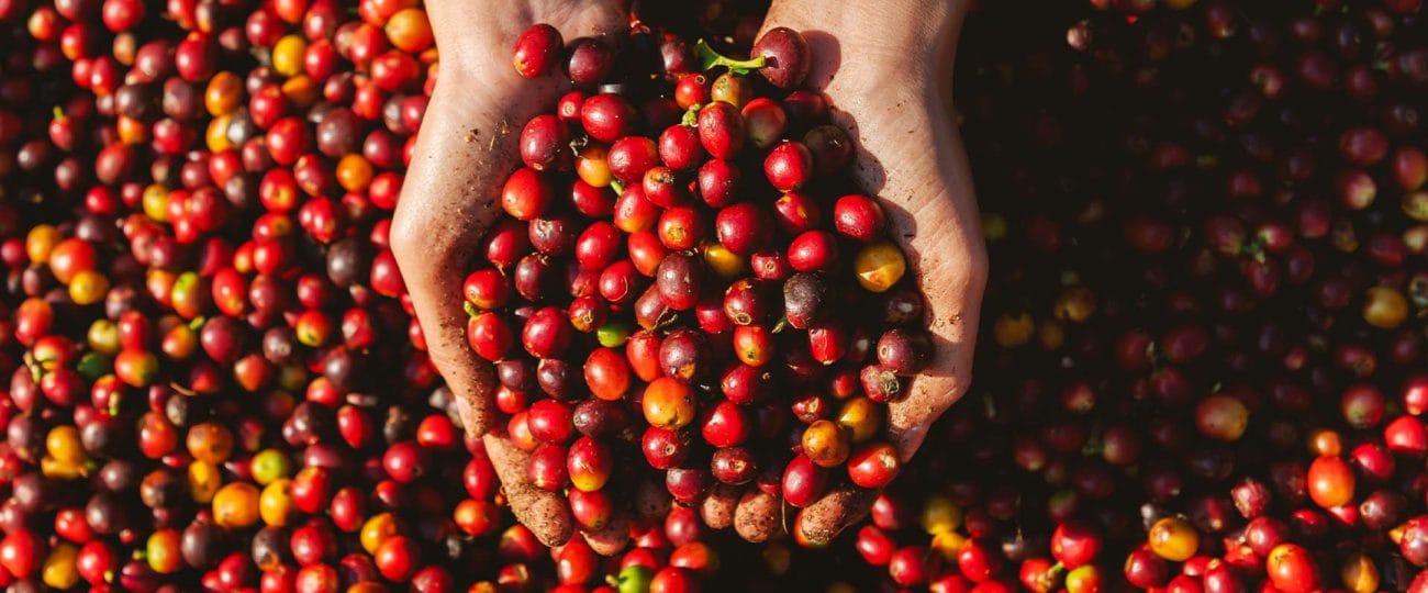 Crescimento exponencial: Culttivo, a fintech do café, mira dobrar de tamanho e atingir R$ 300 milhões