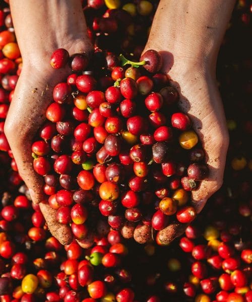 Crescimento exponencial: Culttivo, a fintech do café, mira dobrar de tamanho e atingir R$ 300 milhões