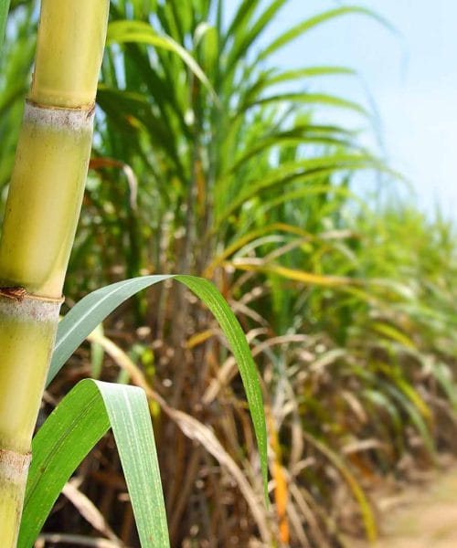 Tereos inova e diminui uso de fertilizantes em 30%