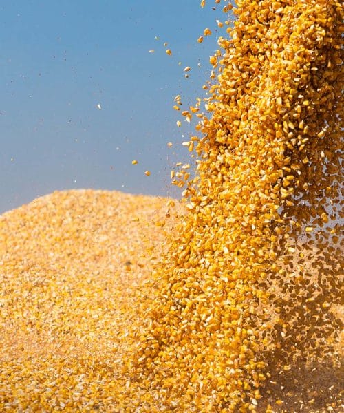 A produção de etanol de milho em São Martinho vai aumentar significativamente, agradando o mercado.
