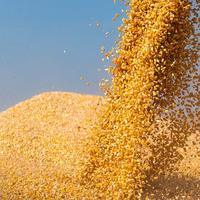 A produção de etanol de milho em São Martinho vai aumentar significativamente, agradando o mercado.