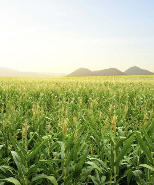 No Brasil, biocombustíveis e comida unem forças